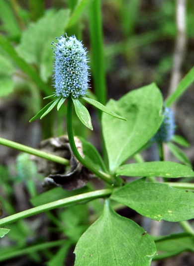 {Eryngium prostratum}